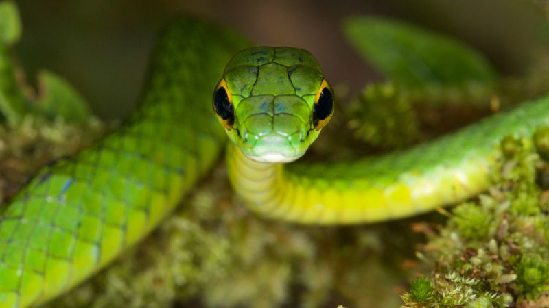 Змея, зеленый, глаза (horizontal)