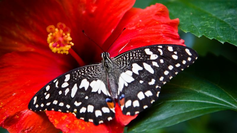 бабочка, черно-белый, насекомые, природа, сад (horizontal)