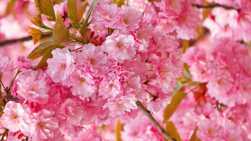 сакура, 4k, HD, розовый, весна, цветы (horizontal)