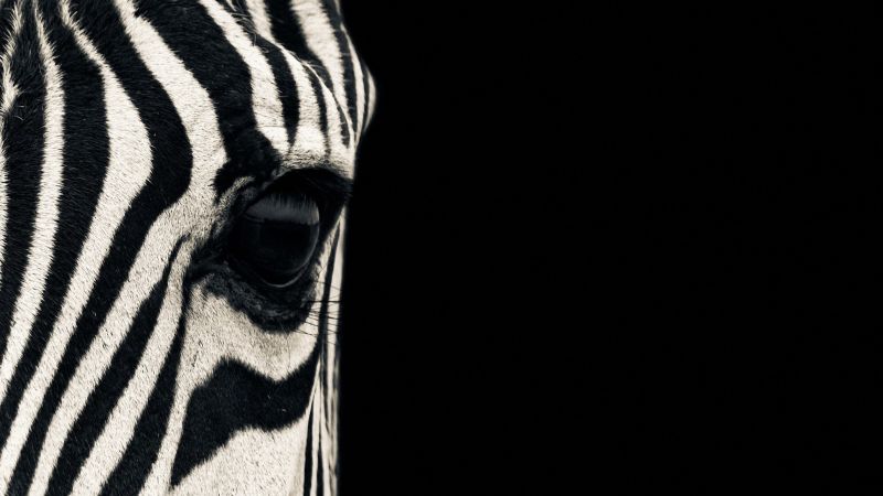зебра, глаз, черно белые (horizontal)