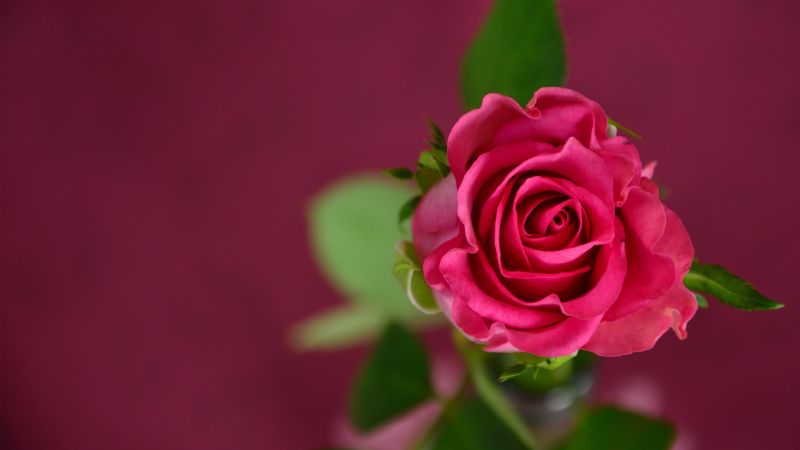 роза, 4k, HD, розовый, весна, цветок (horizontal)