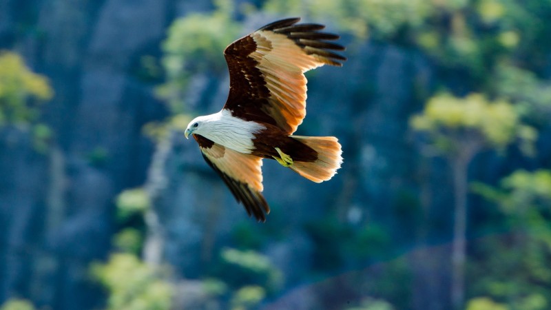 орел, полет, размах крыльев, крылья, взгляд, природа, животное (horizontal)
