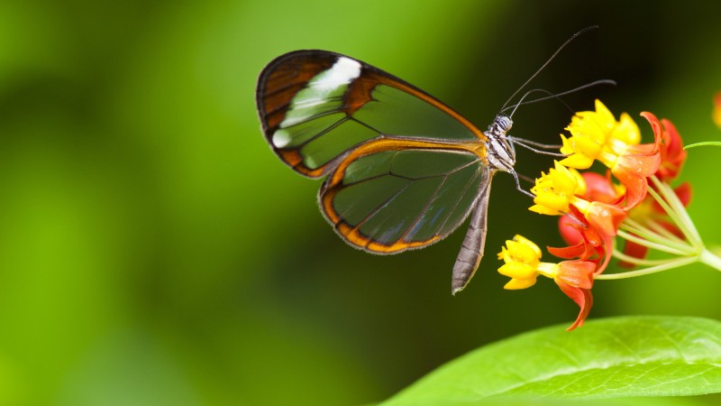 бабочка, 5k, 4k, насекомые, цветы, зеленый, прозрачные, прорида, сад (horizontal)