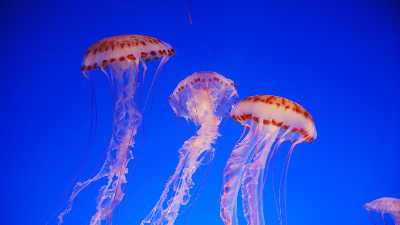 медуза, 4k, 5k, тихий океан, голубая, вода, дайвинг, туризм (horizontal)