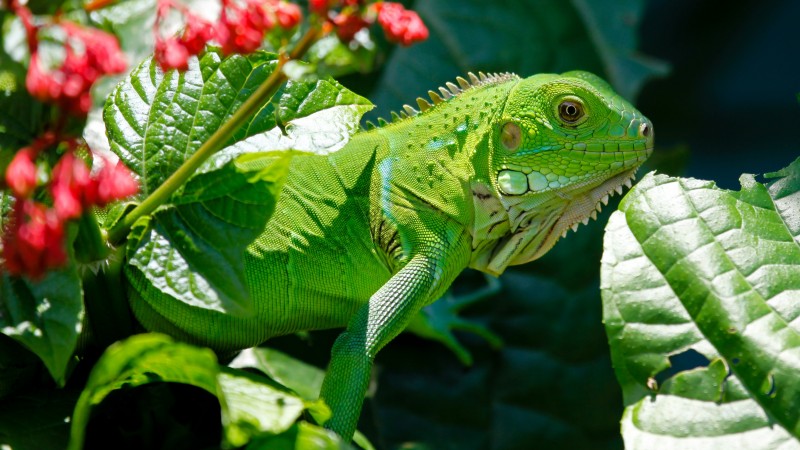 игуана, рептилия, зеленая, животное, цветы, глаза, листья, дракон, природа (horizontal)