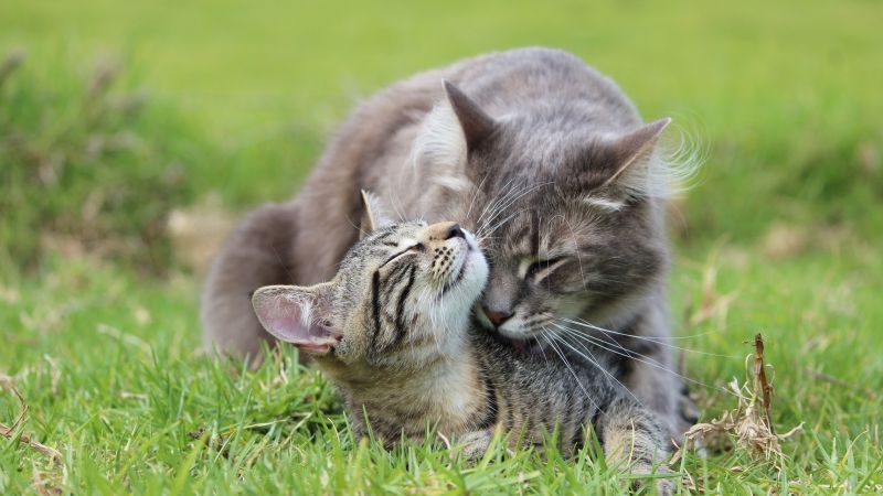фото любовь, коты (horizontal)