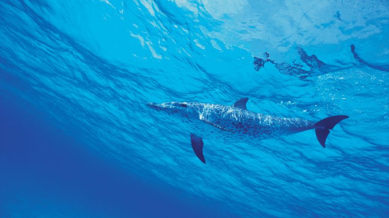 дельфин (horizontal)
