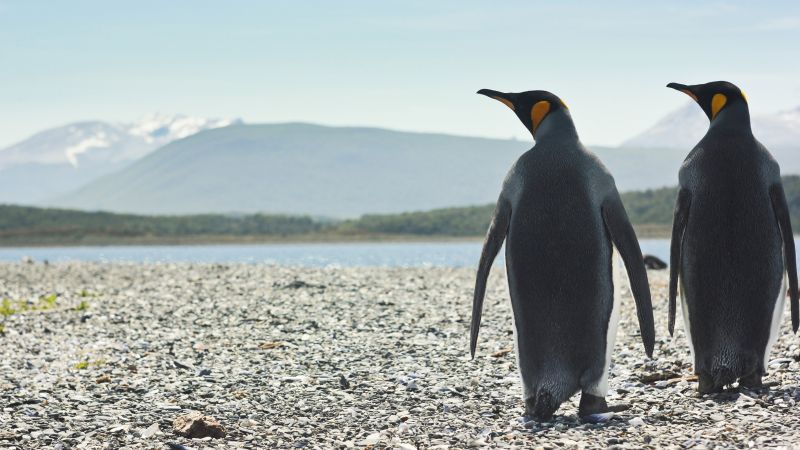 пингвины (horizontal)