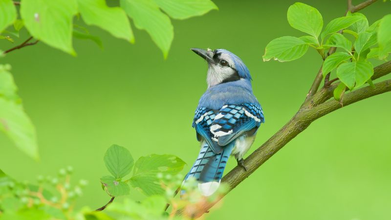 голубая сойка, птица (horizontal)