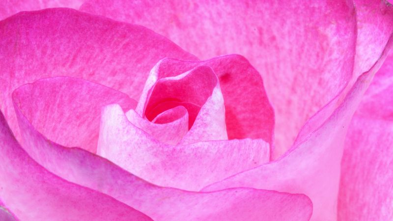 цветок, роза (horizontal)