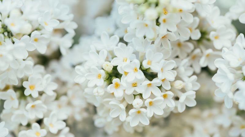 Белые цветы (horizontal)