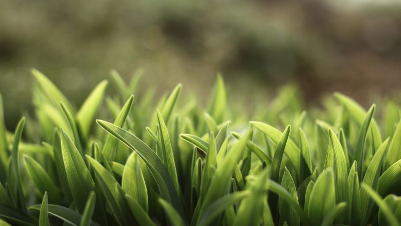 трава, зеленый (horizontal)