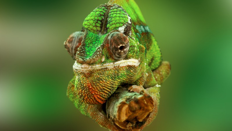 хамелеон, изменение цвета, ящерица (horizontal)