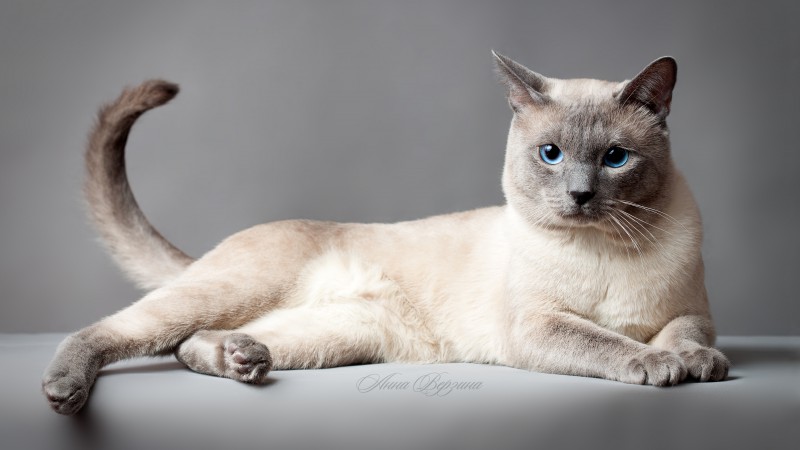 Тайская кошка, Тайский кот, голубые глаза, животное (horizontal)