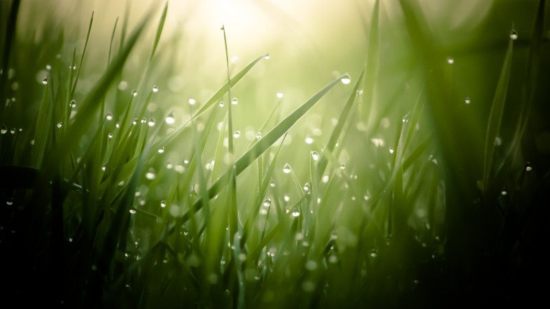Трава, 4k, HD, зеленая, роса, капли, солнце, лучи (horizontal)