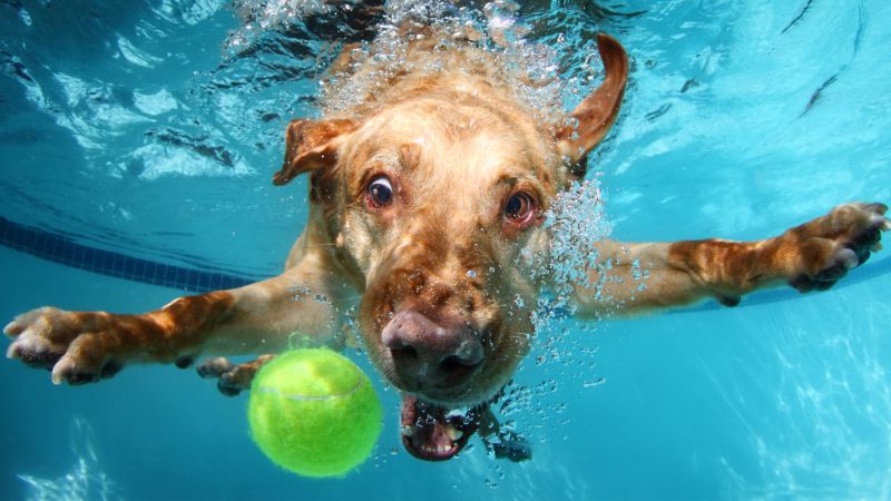 Лабрадор, собака, под водой, милые животные, забавный (horizontal)