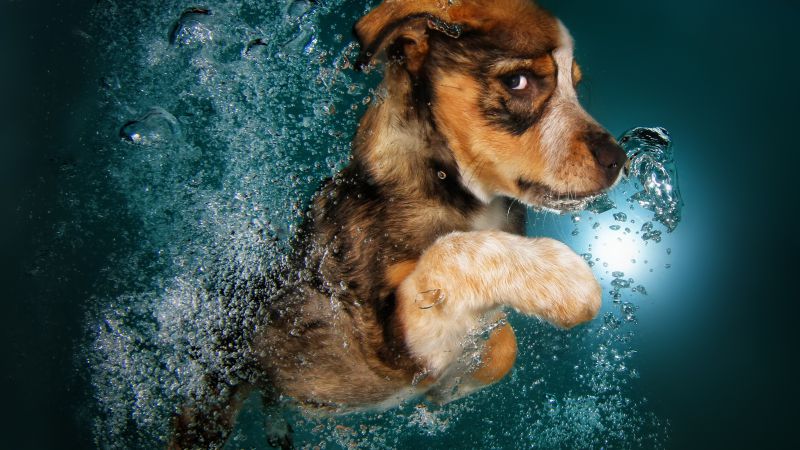 Бордер-колли, собака, под водой, милые животные, забавный (horizontal)