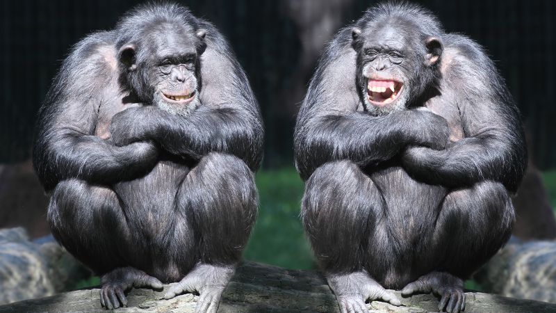 шимпанзе, пара, милые животные, обезъяна, забавный (horizontal)