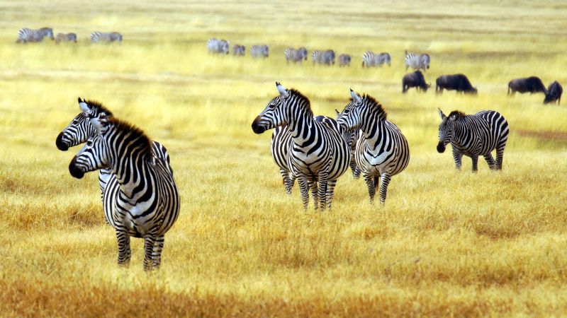 зебра, саванны, милые животные (horizontal)