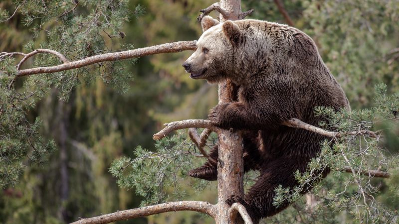 Бурый медведь, медведь, милые животные, дерево (horizontal)