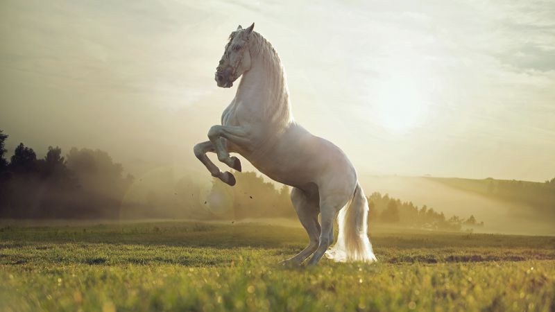 Лошадь, милые животные, закат (horizontal)