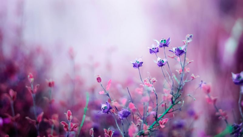 Полевые цветы, 4k, HD, фиолетовый (horizontal)
