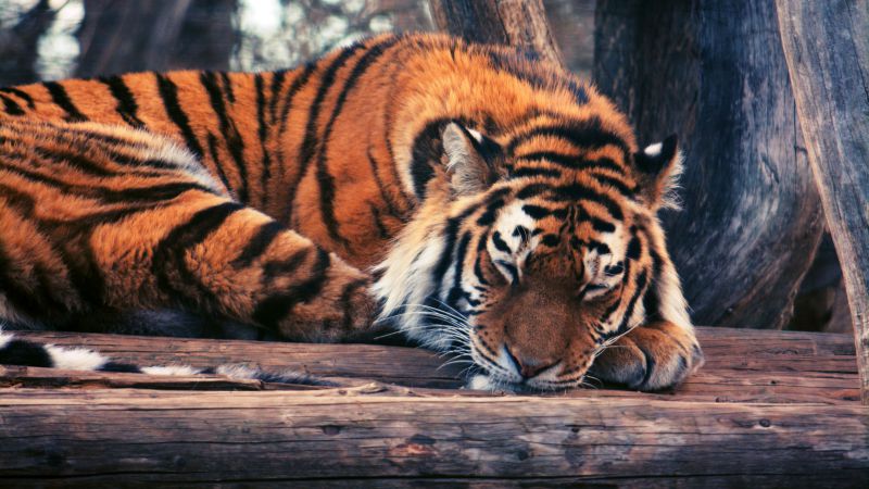 Тигр, милые животные, забавный (horizontal)