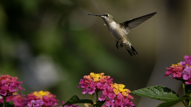 колибри, цветы, полет, размытие (horizontal)