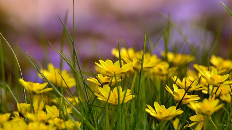 Цветы, 4k, HD, зеленая трава, природа (horizontal)