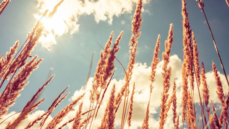 Пшеница, 4k, HD, луга, небо (horizontal)