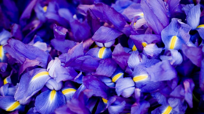 Ирис, 5k, 4k, макро, цветы, фиолетовый (horizontal)