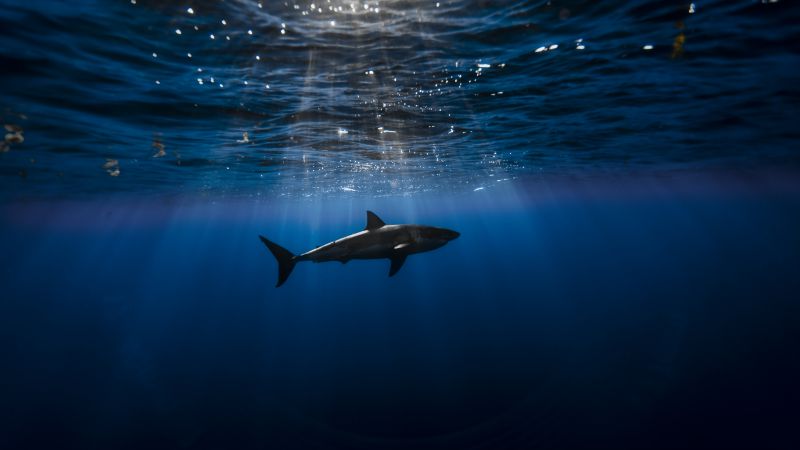 Акула, подводный мир, Лучшие места для дайвинга, Атлантический океан (horizontal)