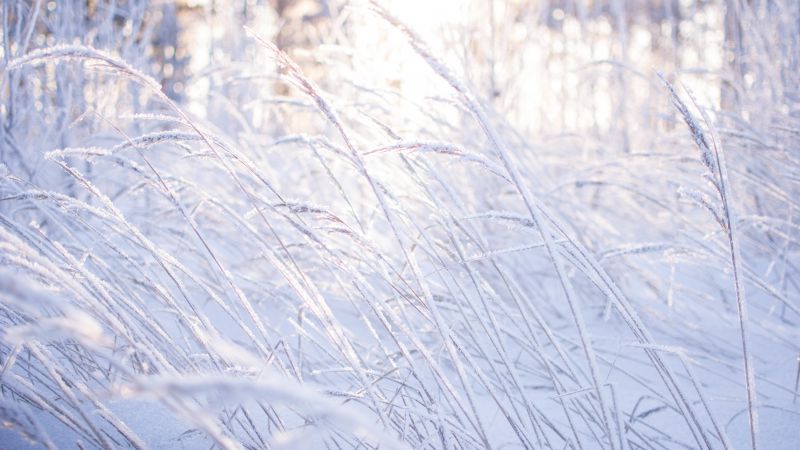 Луга, 5k, 4k, 8k, снег, мороз, трава (horizontal)