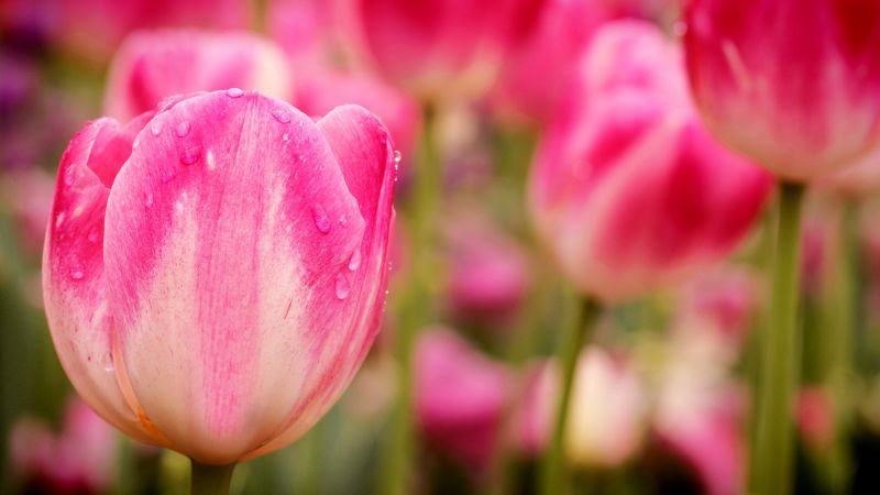 Тюльпаны, 5k, 4k, цветы, макро, розовый (horizontal)