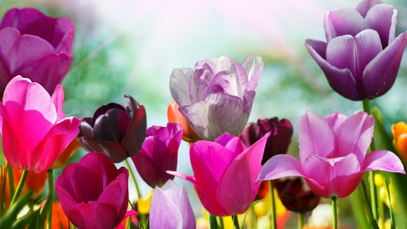 Тюльпаны, 5k, 4k, цветы, розовый, фиолетовый (horizontal)