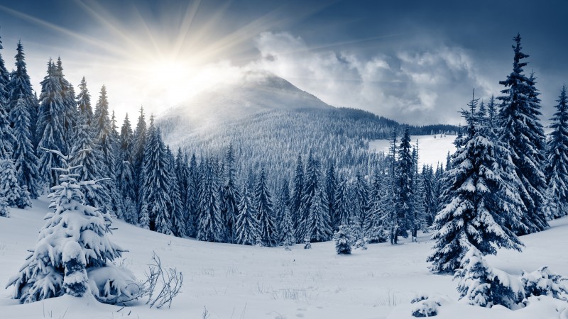 зимний лес, 5k, 4k, гора, солнце, снег, елки (horizontal)