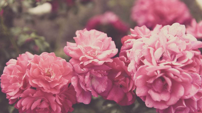 Розы, 4k, 5k, цветы, розовый (horizontal)