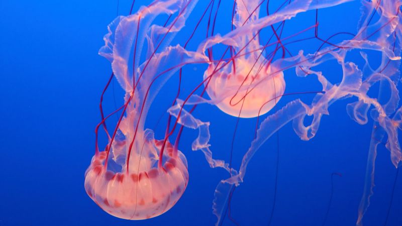 Розовая медуза, Аквариум Монтерей-Бей, дайвинг, туризм (horizontal)