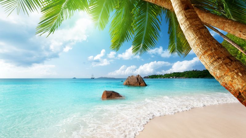 пляж, 5k, 4k, пальма, океан (horizontal)