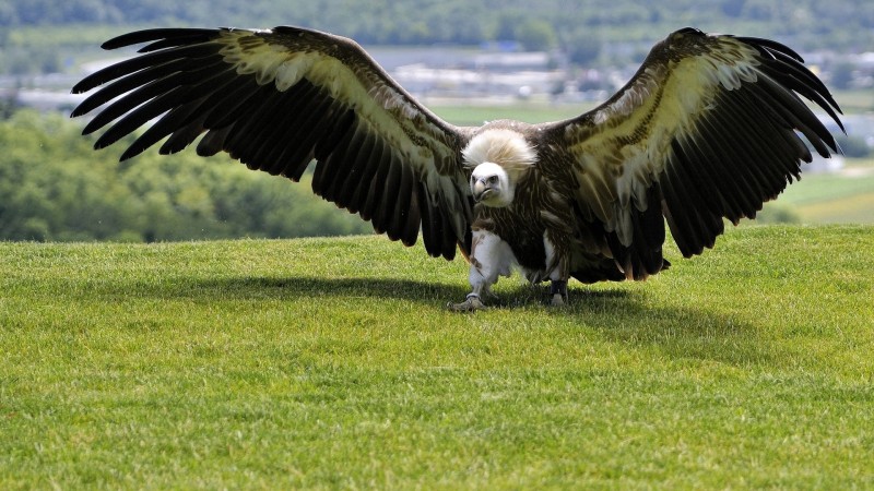 орел, зеленая трава, крылья, природа, дикая (horizontal)