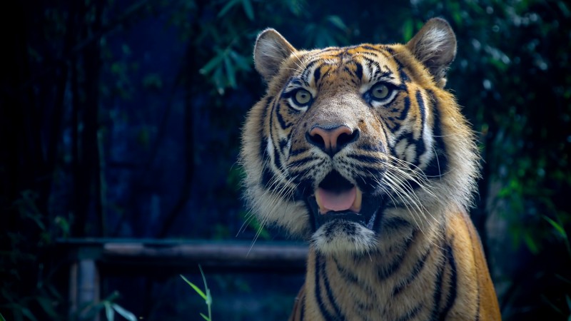 тигр, 4k, HD, суматранский, глаза, шерсть, взгляд (horizontal)