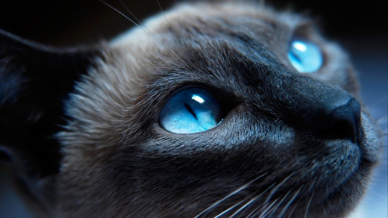 кошка, нос, голубые глаза, морда, взгляд, сиамская, портрет (horizontal)