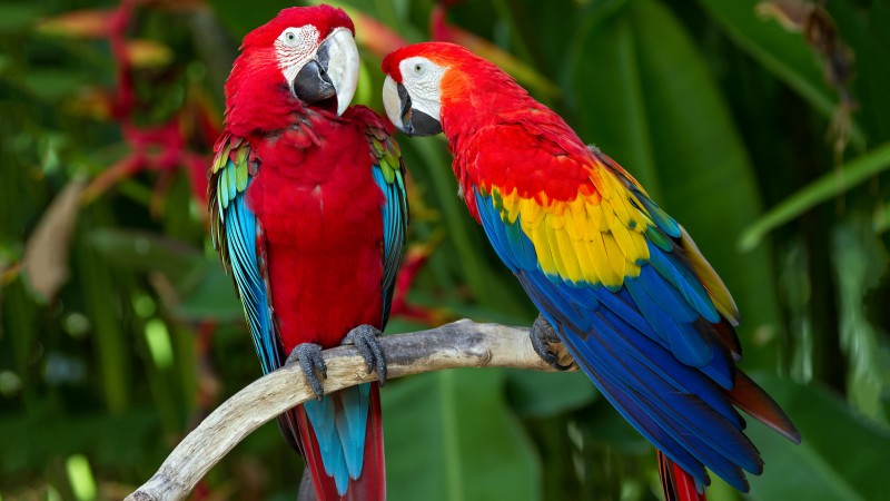 попугай, перья, ветка, экзотика, красные, синие, красный, синий (horizontal)