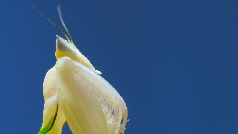 Орхидейный Богомол, богомол, белый (horizontal)