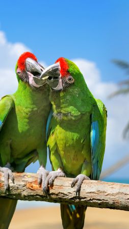 попугай, пара, экзотические птицы, зеленый (vertical)