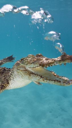 Крокодил, плавание, под водой, пузыри (vertical)