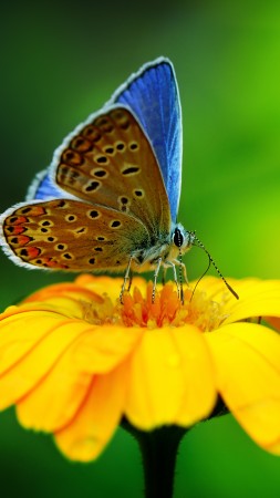 бабочка, насекомые, цветок, природа, сад (vertical)