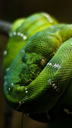 Питон, зеленый, Сингапур, змеи, глаза (vertical)