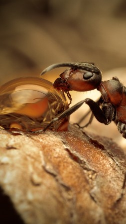 муравей, насекомые, макро, коричневый, пьет воду (vertical)