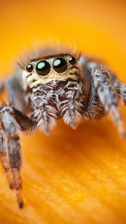 прыгающий паук, паук скакунчик, макро, черные, глаза, насекомые, милый, арахнид (vertical)